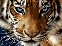 Tiger Deep Eyes Paint By Number Kit