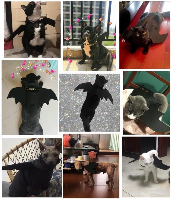 Pet Cats and Dogs Black Bat Wings