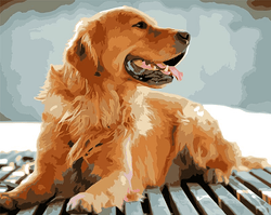 Paint by Numbers Kit Dog Golden Retriever