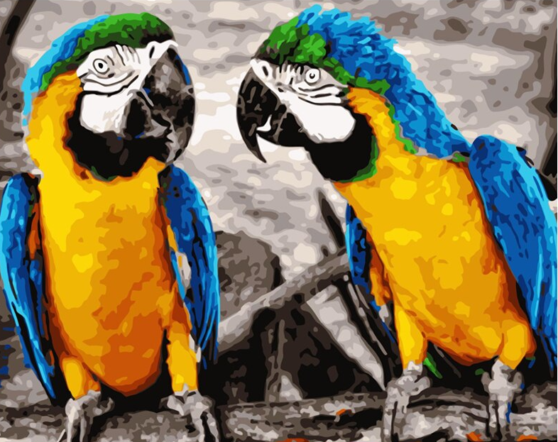 Paint by Numbers Kit Cute Parrots